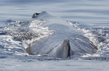 Trincomalee Whale and Dolphin Watching