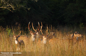 Wilpattu National Park