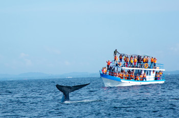 Mirissa Whale Watching