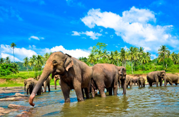 Pinnawala Elephant Orphanage