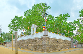 Sri Maha Bodhi Viharaya